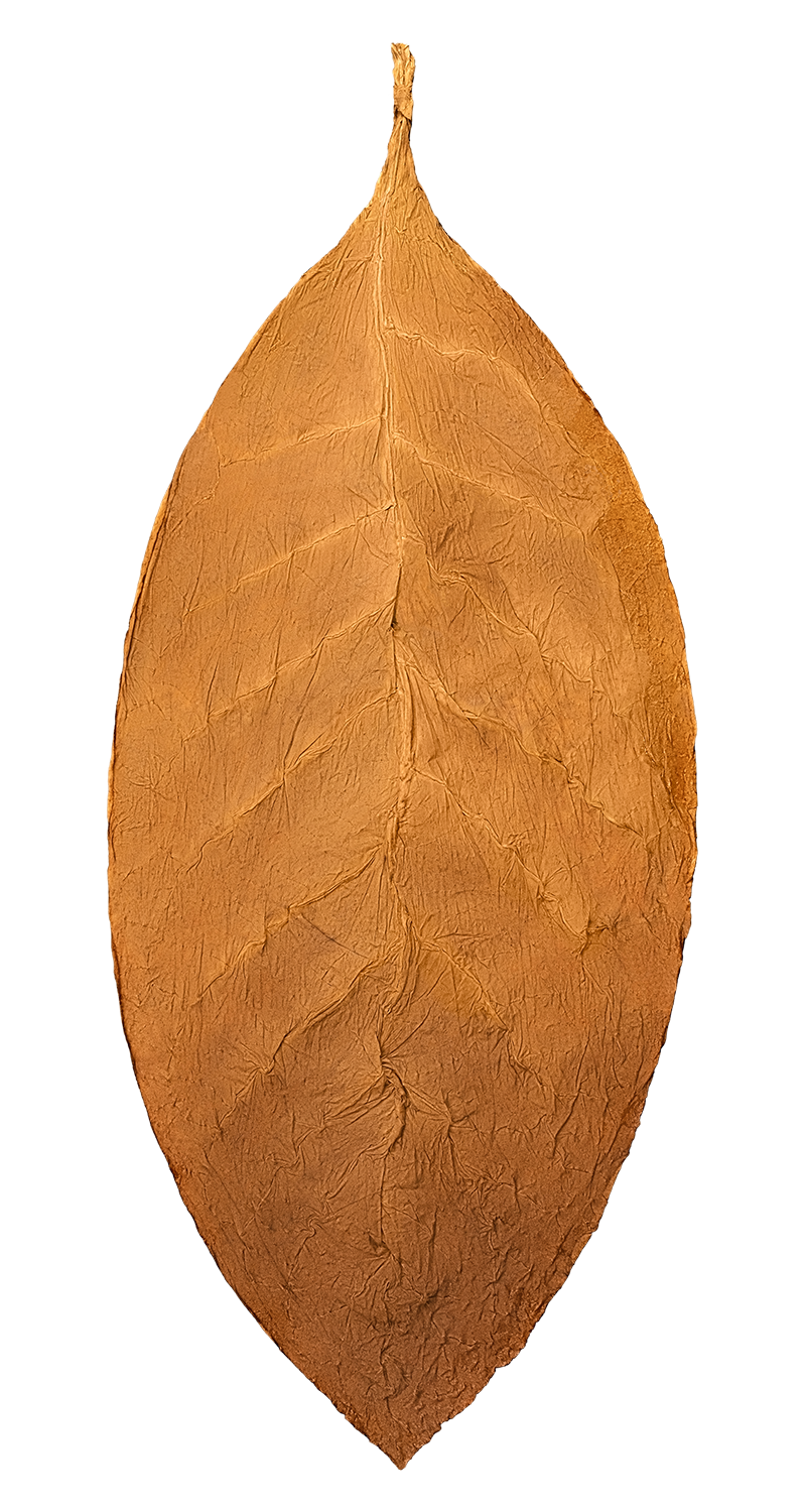 hand of Jalapa Valley Criollo 98 binder tobacco